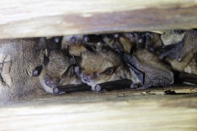 Myotis emarginatus