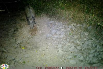 Sanglier