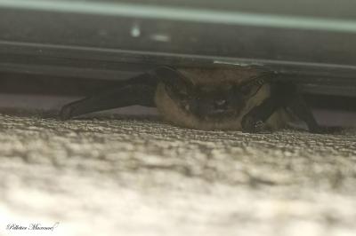 Eptesicus serotinus