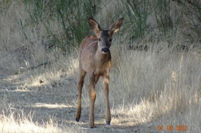 Capreolus capreolus