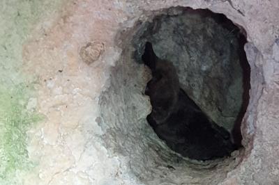 <i>Pipistrellus</i>
