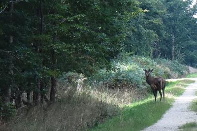 Cerf élaphe