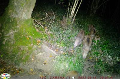 Sanglier