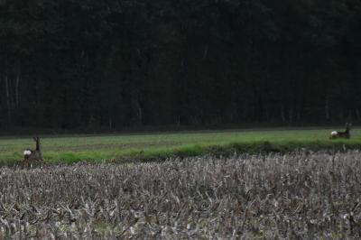 Chevreuil européen
