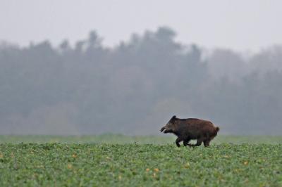 Sanglier