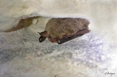 Murin de Natterer