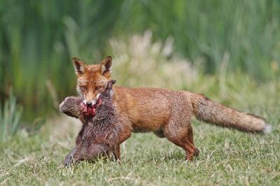 Renard roux