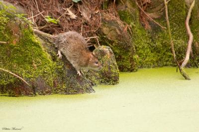 Rattus norvegicus