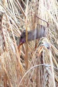 Rat des moissons
