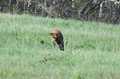 Renard roux