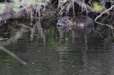 Myocastor coypus