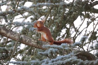 Sciurus vulgaris