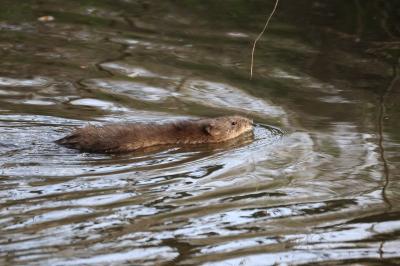 Ondatra zibethicus
