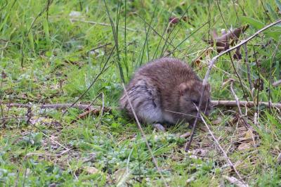 Rat surmulot