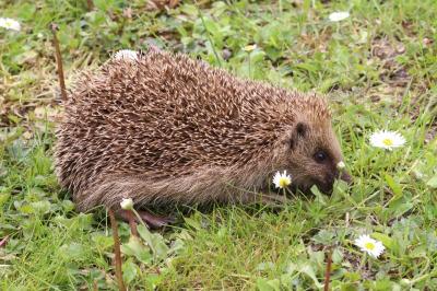 Erinaceus europaeus