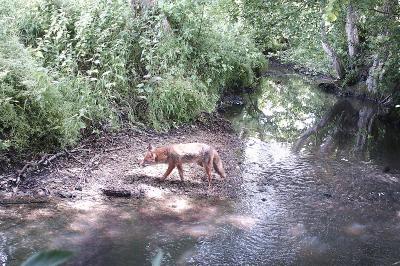 Renard roux