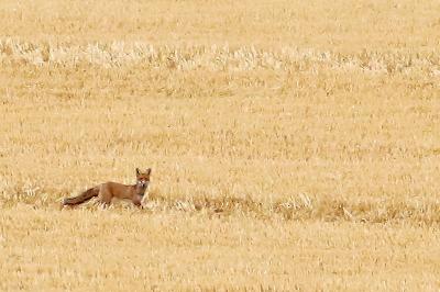 Renard roux