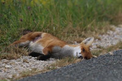 Renard roux