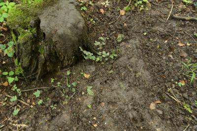 Sus scrofa