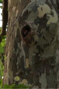 Noctule commune