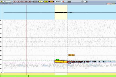 Noctule de Leisler
