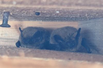 Pipistrelle commune