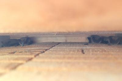 Pipistrelle commune