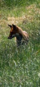 Renard roux