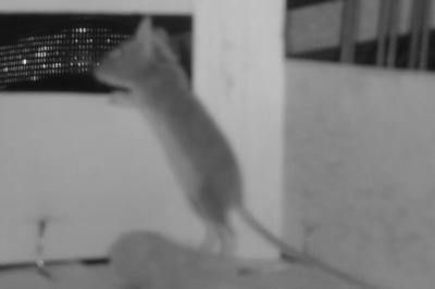 Souris grise