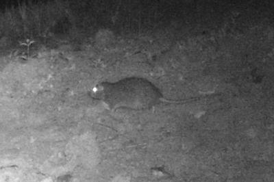 Rat surmulot