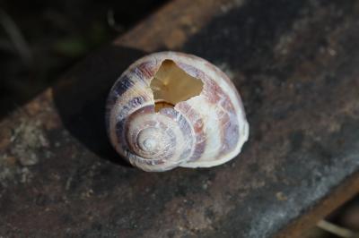 Escargot petit-gris