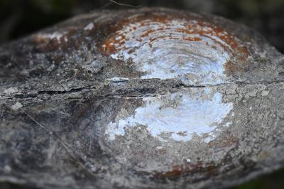 <i>Anodonta</i>