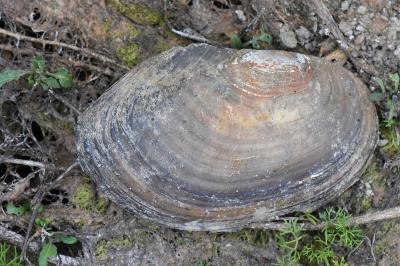 <i>Anodonta</i>
