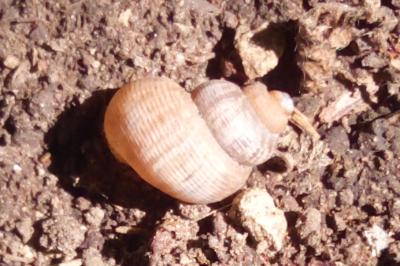 Élégante striée
