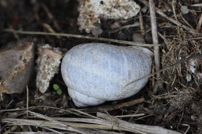 Escargot petit-gris