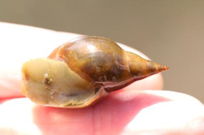 Grande limnée