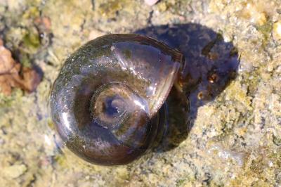 Planorbarius corneus