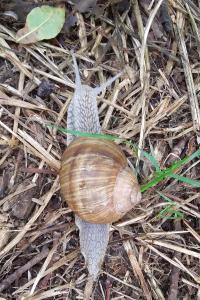 Escargot de Bourgogne