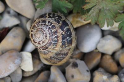 Escargot petit-gris