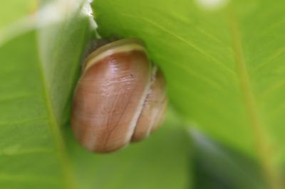 Escargot des jardins