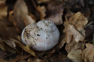 Escargot de Bourgogne
