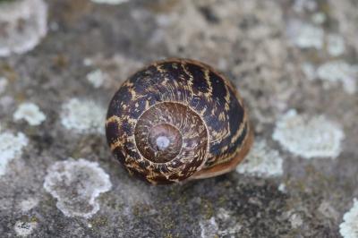 Escargot petit-gris