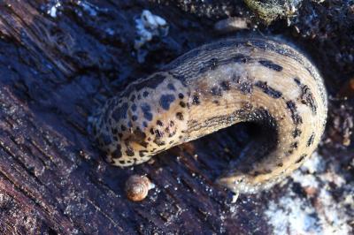 Limax maximus