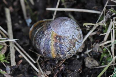 Escargot petit-gris