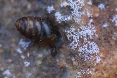 Lauria cylindracea
