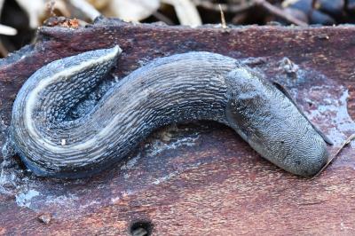 Limax cinereoniger