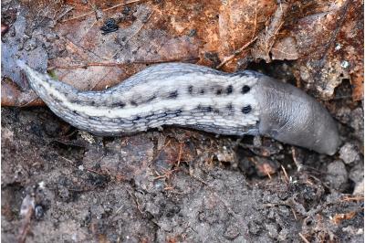 Limax cinereoniger