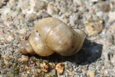Bithynia tentaculata