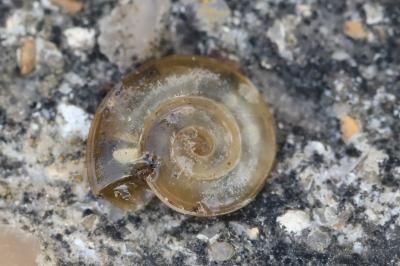 Planorbe carénée