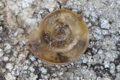 Planorbe carénée